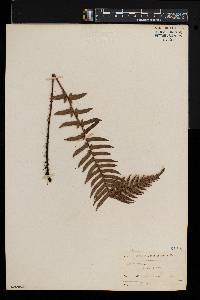 Blechnum medium image