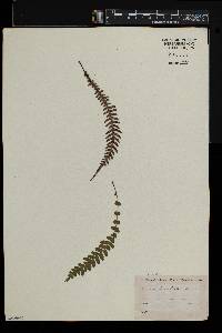 Blechnum medium image