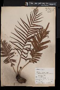 Blechnum orientale image