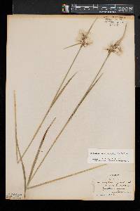 Eriophorum viridicarinatum image