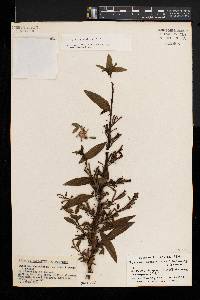 Ludwigia abyssinica image