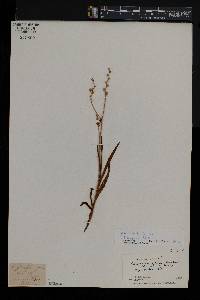 Ixia scillaris image