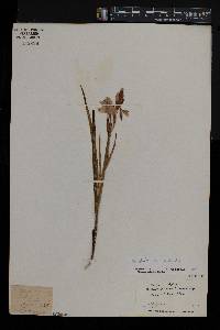 Gladiolus floribundus image