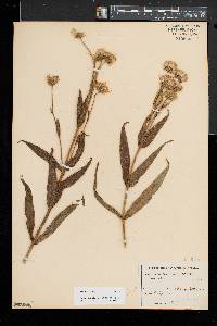 Arnica longifolia image