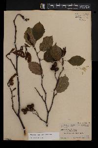 Alnus incana subsp. rugosa image