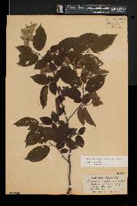 Carpinus caroliniana subsp. virginiana image