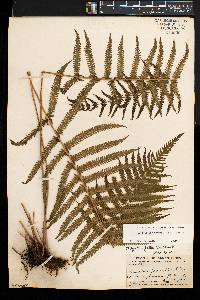 Thelypteris kunthii image