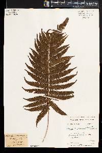 Thelypteris kunthii image