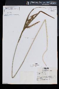 Carex crinita var. crinita image