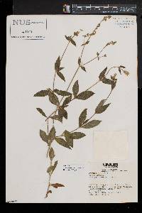 Silene latifolia image