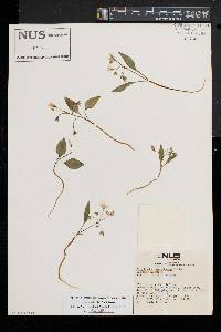 Claytonia caroliniana image