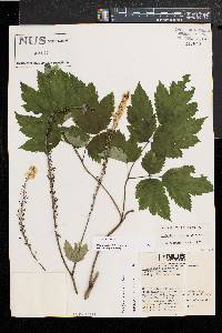 Actaea racemosa image