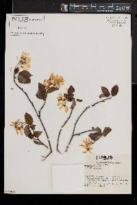 Amelanchier arborea var. laevis image