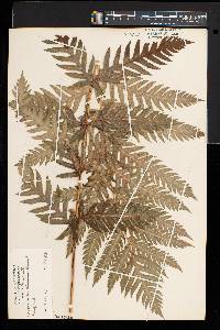 Woodwardia fimbriata image