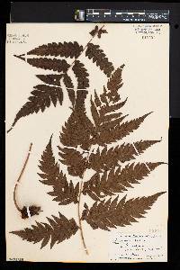 Woodwardia radicans image