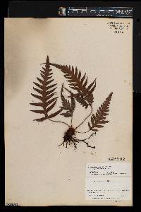 Woodwardia prolifera image