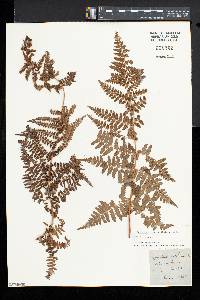 Dryopteris mindshelkensis image