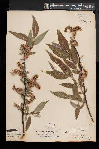 Salix myricoides image