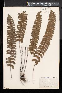 Lindsaea lancea image