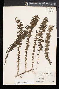 Lindsaea oblanceolata image
