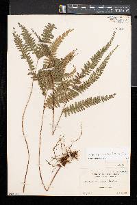 Lindsaea obtusa image