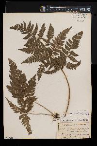 Polystichopsis pubescens image