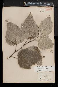 Populus x rouleauiana image