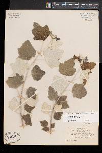 Populus alba image