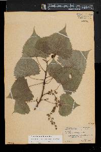 Populus deltoides subsp. deltoides image