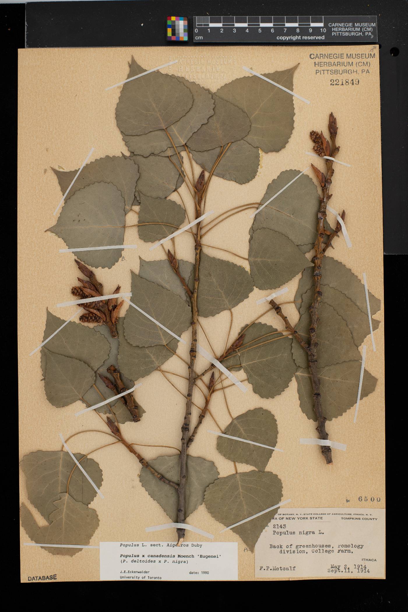 Populus canadensis image