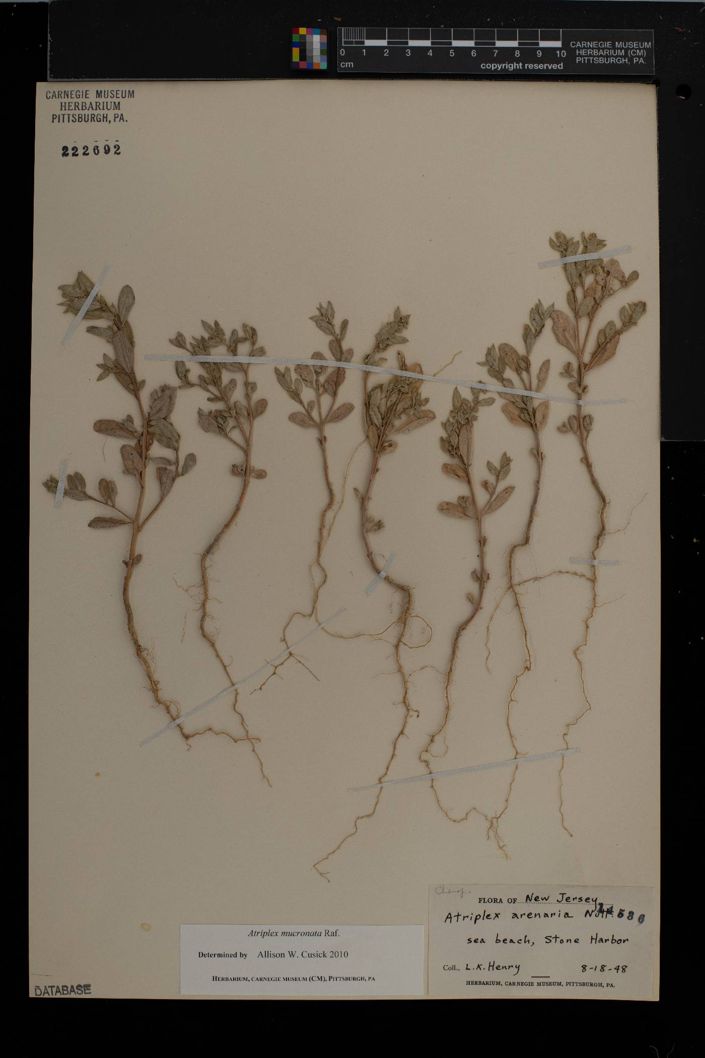 Atriplex mucronata image