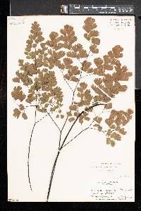 Adiantum capillus-veneris image