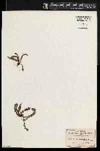 Asplenium fibrillosum image