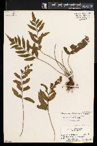 Hymenasplenium delitescens image