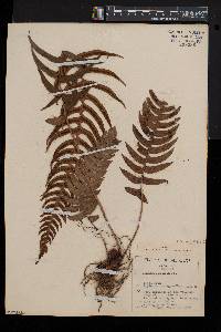 Blechnum occidentale image