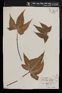 Bommeria elegans image
