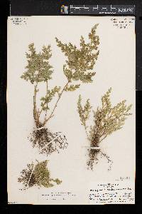 Selaginella pallescens image