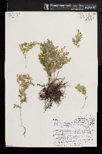 Selaginella pallescens image