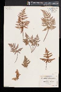 Cheiloplecton rigidum image