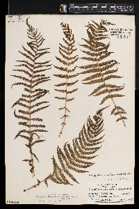 Thelypteris resinifera image
