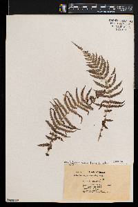 Thelypteris resinifera image