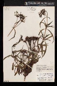 Dolichopentas longiflora image
