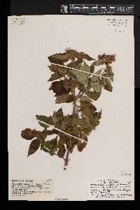 Virectaria major image