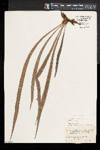 Polytaenium lineatum image
