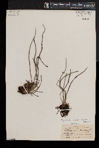 Polytaenium lineatum image