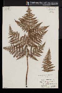 Pteridium aquilinum var. decompositum image