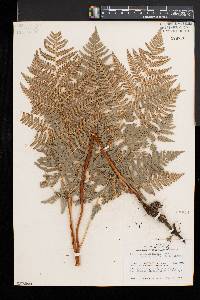 Pteridium aquilinum var. latiusculum image