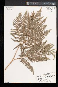 Pteridium aquilinum var. latiusculum image