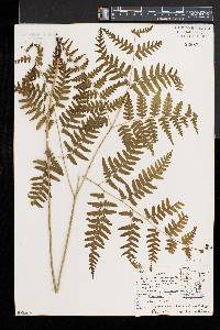 Pteridium aquilinum var. latiusculum image