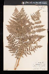 Pteridium aquilinum var. latiusculum image